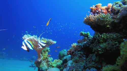 Coral Reef Fish Scene