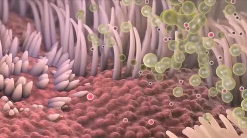 3D Animation of Microscopic Cilia and Particles Floating