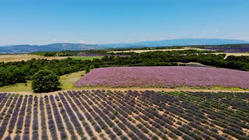 Lavender Fields in the Provence Southern France