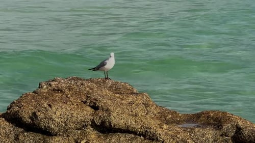 Seagull Standing on Rock by Ocean