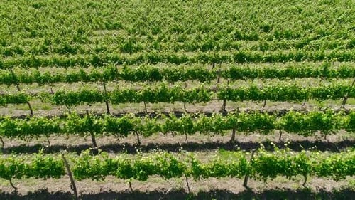 Atemberaubende Flugreise durch üppig grüne Weinberge und sanfte Hügel