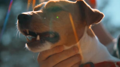 Close-up of beautiful dog in arms on sunny day