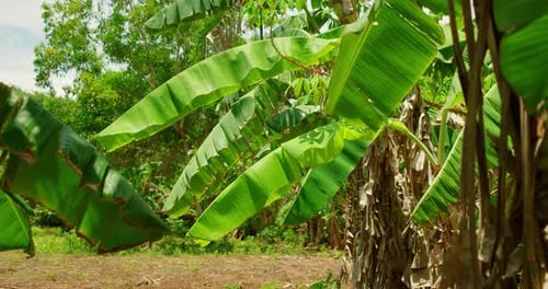 Bananenbäume mit großen grünen Blättern in einem tropischen Gebiet von Bali, Indonesien