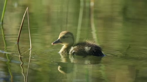 Small duck swims in the pond in Slow Motion Cute duckling swim in the lake, learn to get food. livec