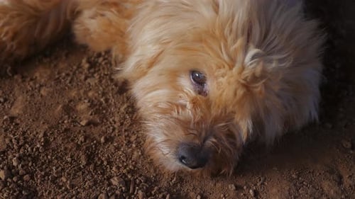 Fluffy Dog Relaxing Outdoors on Dirt