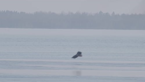 White-tailed eagle sitting on frozen lake thin ice in early spring
