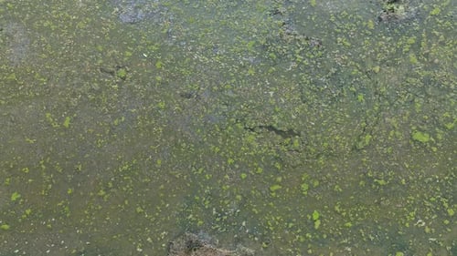 Poor water quality in an ecosystem.