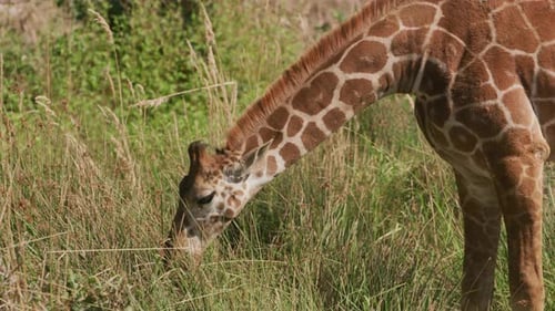 Giraffe frisst Gras im Wildtierpark