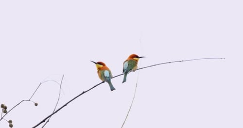 Two Colorful Beeeater Birds on Delicate Branches Clear Sky One