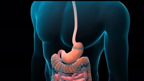3D Animation of Human Digestive System and Peristalsis