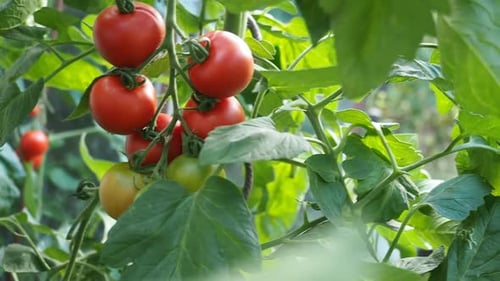 Harvesting beautiful ripe red tomatoes right off the garden vine