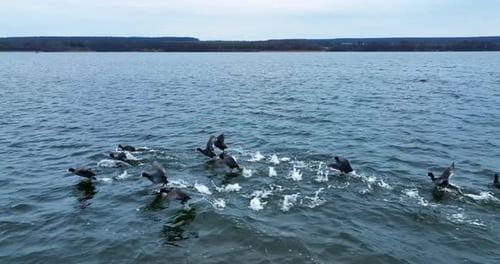 Waterfowls floating on the lake. Black ducks run away from drone. River bank with trees