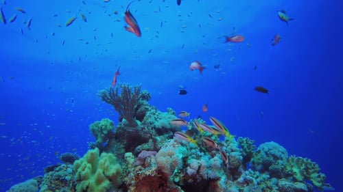 Tropical Colourful Fish
