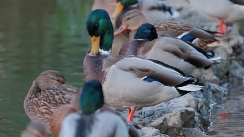 Ducks Gathered on Rocky Shore Preening Feathers