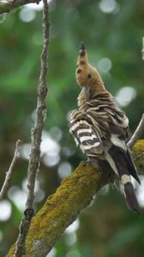 Vertikale Ansicht des eurasischen Wiedehopfs, Wildtiere im tiefen Wald