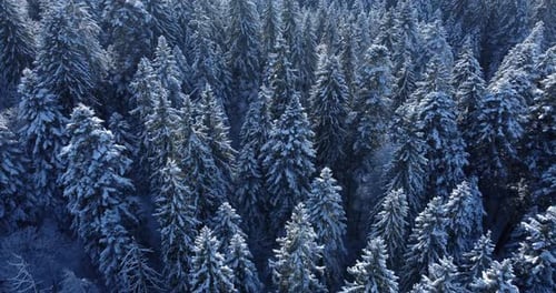 A Majestic Aerial View of a Stunning SnowCovered Pine Forest in the Winter Season