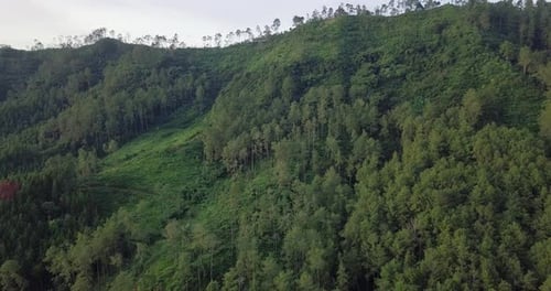 Drone shot showing vegetated bush,plants and woodland on hill during daytime - Conservation of wilde