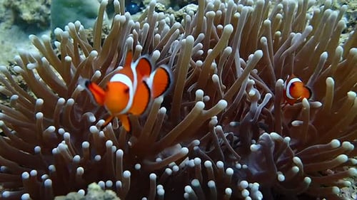 Bébé poisson-clown et fleur d'anémone sous la mer aux Philippines