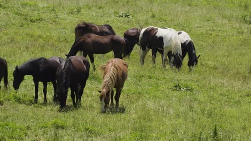 Herd of Wild Stallions Grazing - usa