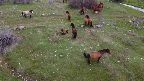 Caballos salvajes junto al río