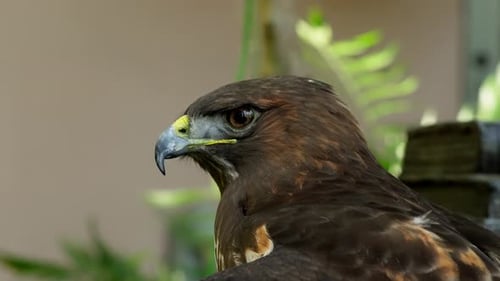 Brown Hawk Perched With Green Leaves
