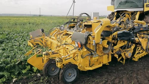 A Closeup Harvester Harvests Sugar Beets in a Field Mechanized Harvesting of Sugar Beets in the