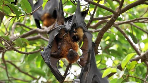 Fledermaus (Lyle's Flying Fox, Pteropus lylei oder Pteropodidae), die in freier Wildbahn an einem Baum hängt