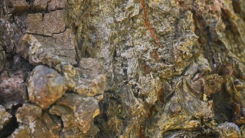Textured Tree Bark Close-Up Detail