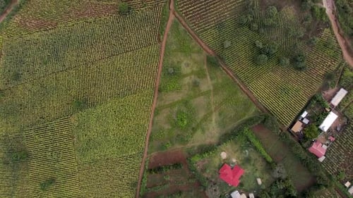 Loitokitok-Kenya-March 2021:-Loitokitok, Kenya. Food production in Africa Kenya by farmers. poor far