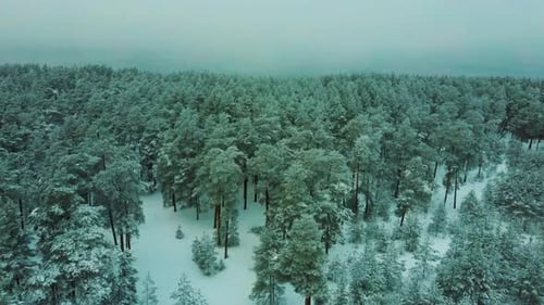 Aerial View Snow Covered Trees and Snowy Forest, on a Dark, Cloudy, Winter Day