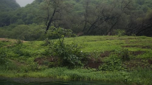 calm peaceful green nature with foggy mountains