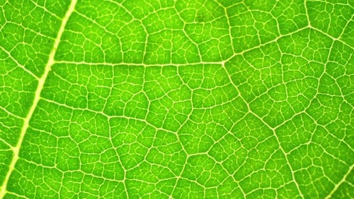 Vue rapprochée d'une feuille verte.