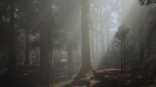 A Dense and Misty Forest with an Abundance of Trees