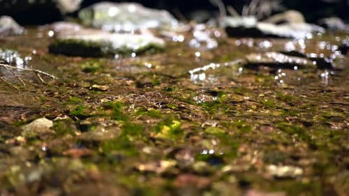 golden water runs over stones in a small stream