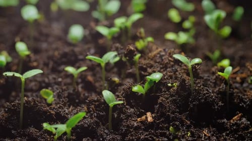 Seedlings Grow in Soil Time Lapse