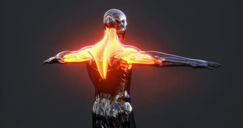 Detailed View of Human Body Muscle Anatomy with Highlighted Features