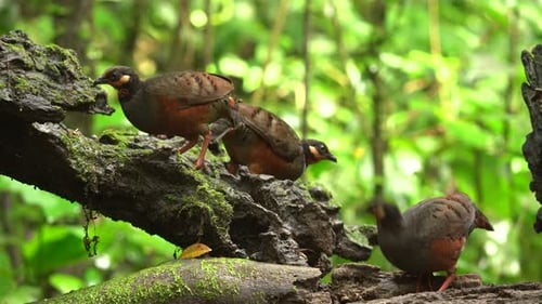 three Chestnut-bellied Partridge bird were feasting and enjoying a meal together on a mossy branch