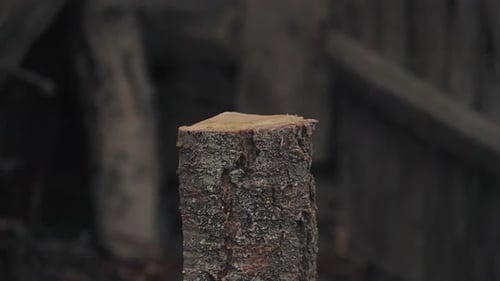 Slow-motion chopping wood with an axe