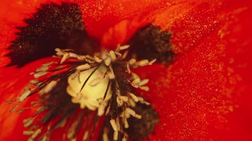 Red Flower Macro View of Stamen and Pistil