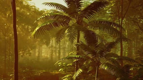 Tropical Rainforest Uprisen View with Sun Light Beam in Southern of Thailand