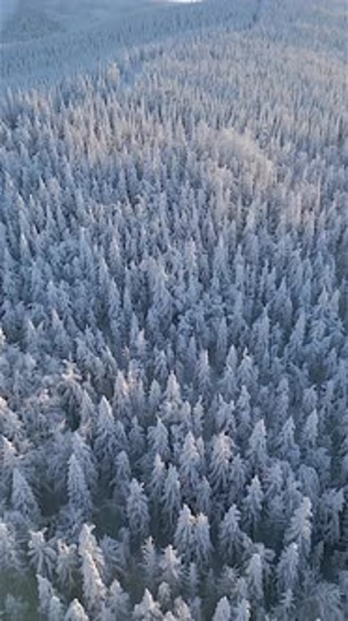 Snowy Frozen Winter Forest Mountain Landscape From High