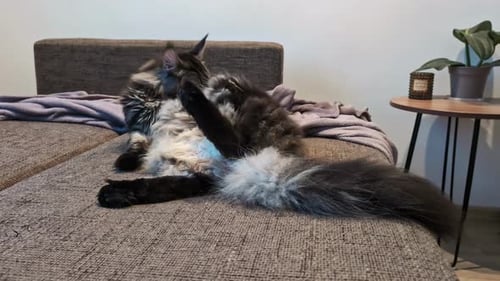 Norwegian forest maine coon cat breed self grooming by licking fur on the couch in modern house