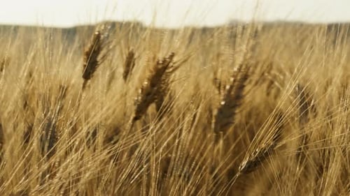 Starker Wind trifft das Weizenfeld