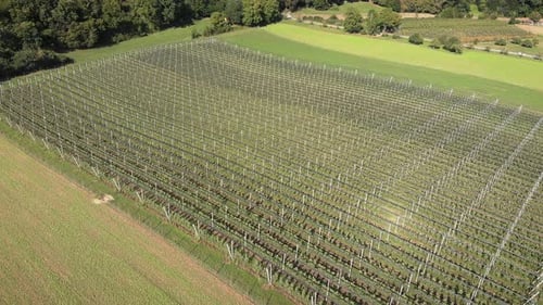 Rows of blooming green apple trees in summertime