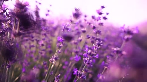 Serene Lavender Field in Full Bloom