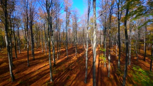 FPV Flight Through Autumn Forest