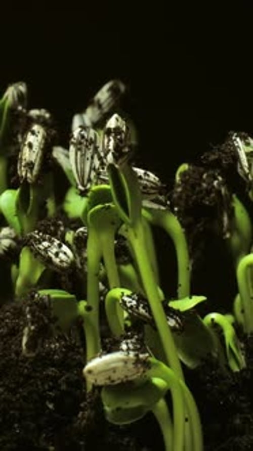 Time Lapse of Sunflower Seedlings Growing