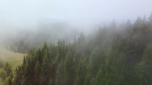 Flying Over the Green Slopes of the Carpathian Mountains in the Clouds