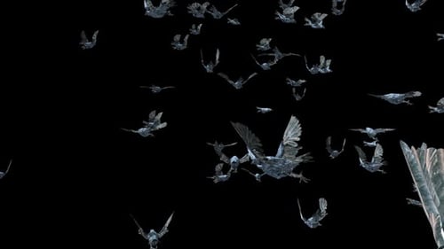 18 cuervos, pájaros, murciélagos, volando en HD