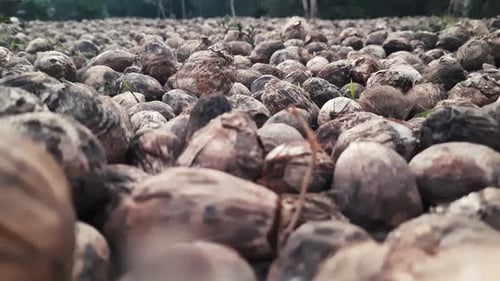 Close up of Areca Nuts scattered on ground to dry. Zoom in, low POV